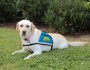 canine companion dog desi